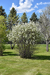 Smoky Saskatoon (Amelanchier alnifolia 'Smokey') at Green Haven Garden Centre