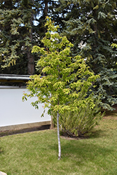 Amur Maple (tree form) (Acer ginnala '(tree form)') at Green Haven Garden Centre