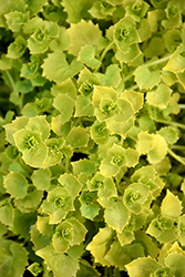 Dickson's Gold Italian Bellflower (Campanula garganica 'Dickson's Gold') at Green Haven Garden Centre