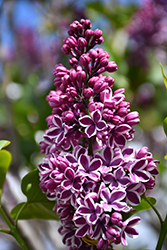 Sensation Lilac (Syringa vulgaris 'Sensation') at Green Haven Garden Centre