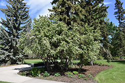 Thiessen Saskatoon (Amelanchier alnifolia 'Thiessen') at Green Haven Garden Centre