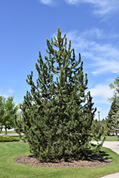 Mountain Pine (Pinus uncinata) at Green Haven Garden Centre