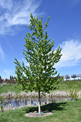Assiniboine Poplar (Populus 'Assiniboine') at Green Haven Garden Centre