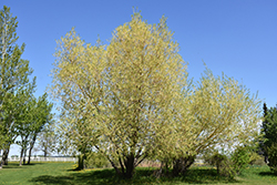 Golden Willow (Salix alba 'Vitellina') at Green Haven Garden Centre