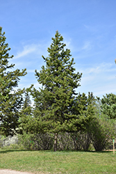 Lodgepole Pine (Pinus contorta 'var. latifolia') at Green Haven Garden Centre