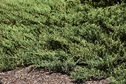 Blue Danube Juniper (Juniperus sabina 'Blue Danube') at Green Haven Garden Centre