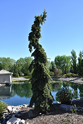 Weeping White Spruce (Picea glauca 'Pendula') at Green Haven Garden Centre