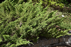 Scandia Juniper (Juniperus sabina 'Skandia') at Green Haven Garden Centre