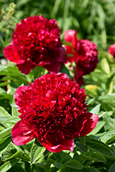 Red Charm Peony (Paeonia 'Red Charm') at Green Haven Garden Centre