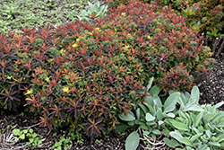 Bonfire Cushion Spurge (Euphorbia polychroma 'Bonfire') at Green Haven Garden Centre