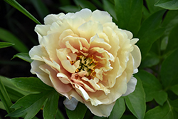 Canary Brilliants Peony (Paeonia 'Canary Brilliants') at Green Haven Garden Centre