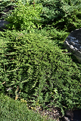Tam Juniper (Juniperus sabina 'Tamariscifolia') at Green Haven Garden Centre