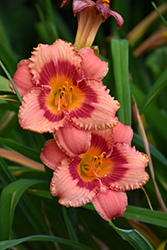 Strawberry Candy Daylily (Hemerocallis 'Strawberry Candy') at Green Haven Garden Centre