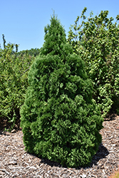 Holmstrup Cedar (Thuja occidentalis 'Holmstrup') at Green Haven Garden Centre