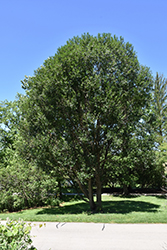 Laurel Leaf Willow (Salix pentandra) at Green Haven Garden Centre