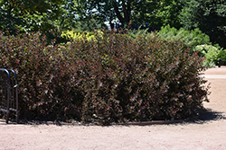 Summer Wine Black Ninebark (Physocarpus opulifolius 'SMNPMS') at Green Haven Garden Centre