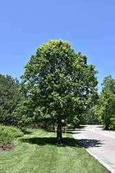 Bur Oak (Quercus macrocarpa) at Green Haven Garden Centre