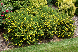 Happy Face Yellow Potentilla (Potentilla fruticosa 'Lundy') at Green Haven Garden Centre