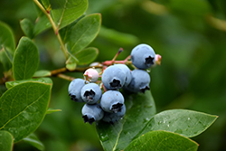 Northcountry Blueberry (Vaccinium 'Northcountry') at Green Haven Garden Centre