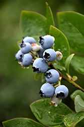 Northblue Blueberry (Vaccinium 'Northblue') at Green Haven Garden Centre
