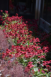 Double Scoop Raspberry Coneflower (Echinacea 'Balsceras') at Green Haven Garden Centre