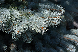 Baby Blue Spruce (Picea pungens 'Baby Blue') at Green Haven Garden Centre