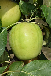 Norkent Apple (Malus 'Norkent') at Green Haven Garden Centre