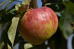 Hardi-Mac Apple (Malus 'Hardi-Mac') at Green Haven Garden Centre