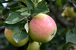 Goodland Apple (Malus 'Goodland') at Green Haven Garden Centre