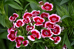 Red Picotee Sweet William (Dianthus barbatus 'Red Picotee') at Green Haven Garden Centre