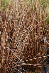 Red Rooster Sedge (Carex buchananii 'Red Rooster') at Green Haven Garden Centre