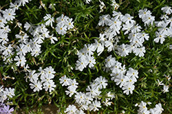 Spring White Moss Phlox (Phlox subulata 'Spring White') at Green Haven Garden Centre