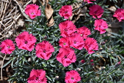 Paint The Town Magenta Pinks (Dianthus 'Paint The Town Magenta') at Green Haven Garden Centre