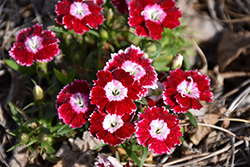 Beauties Olivia Sweet Pinks (Dianthus 'Hilbeaolswee') at Green Haven Garden Centre