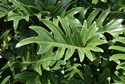 Xanadu Philodendron (Philodendron 'Winterbourn') at Green Haven Garden Centre