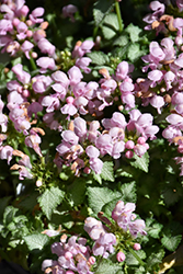Pink Pewter Spotted Dead Nettle (Lamium maculatum 'Pink Pewter') at Green Haven Garden Centre