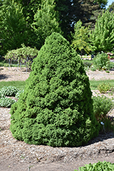 Dwarf Alberta Spruce (Picea glauca 'Conica') at Green Haven Garden Centre