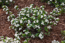 Low Scape Mound Chokeberry (Aronia melanocarpa 'UCONNAM165') at Green Haven Garden Centre