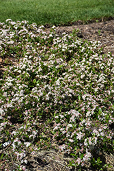 Ground Hug Aronia (Aronia melanocarpa 'UCONNAM012') at Green Haven Garden Centre