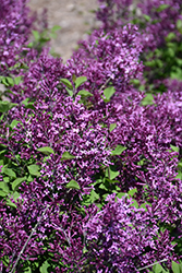 Bloomerang Dark Purple Lilac (Syringa 'SMSJBP7') at Green Haven Garden Centre