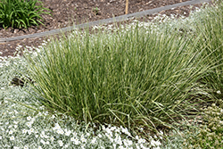 Variegated Reed Grass (Calamagrostis x acutiflora 'Overdam') at Green Haven Garden Centre