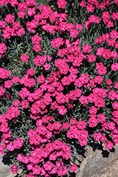 Paint The Town Red Pinks (Dianthus 'Paint The Town Red') at Green Haven Garden Centre