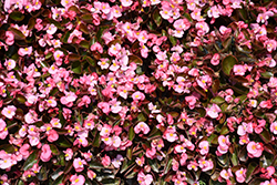 Bada Boom Pink Begonia (Begonia 'Bada Boom Pink') at Green Haven Garden Centre