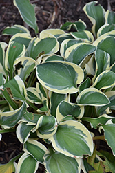 Mighty Mouse Hosta (Hosta 'Mighty Mouse') at Green Haven Garden Centre