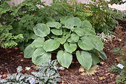 Humpback Whale Hosta (Hosta 'Humpback Whale') at Green Haven Garden Centre