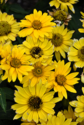 Tuscan Gold False Sunflower (Heliopsis helianthoides 'Inhelsodor') at Green Haven Garden Centre