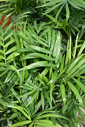 Neanthe Bella Palm (Chamaedorea elegans) at Green Haven Garden Centre