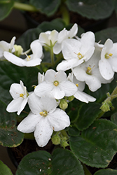 White African Violet (Saintpaulia 'White') at Green Haven Garden Centre