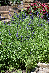 Victoria Blue Salvia (Salvia farinacea 'Victoria Blue') at Green Haven Garden Centre
