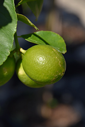 Persian Lime (Citrus x latifolia) at Green Haven Garden Centre